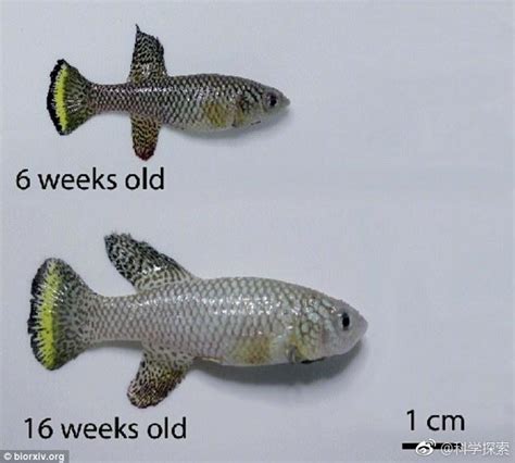 豬仔魚壽命|常見幾種觀賞魚的壽命問題，最短的和最長的，可以相差200年